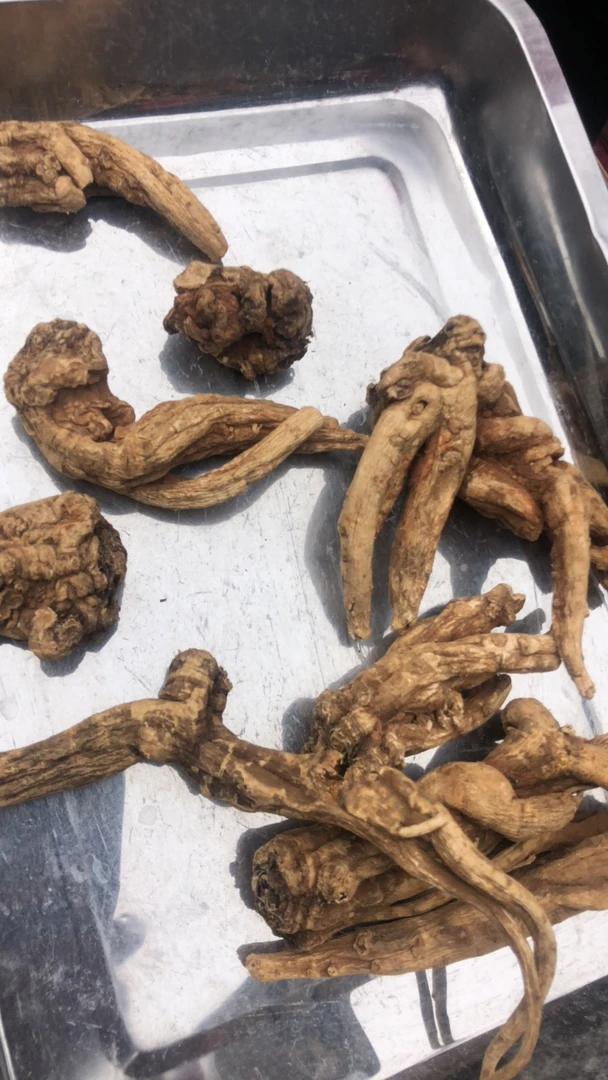 钏钏山货（当归）云南腾冲高黎贡山脚下的的山当归