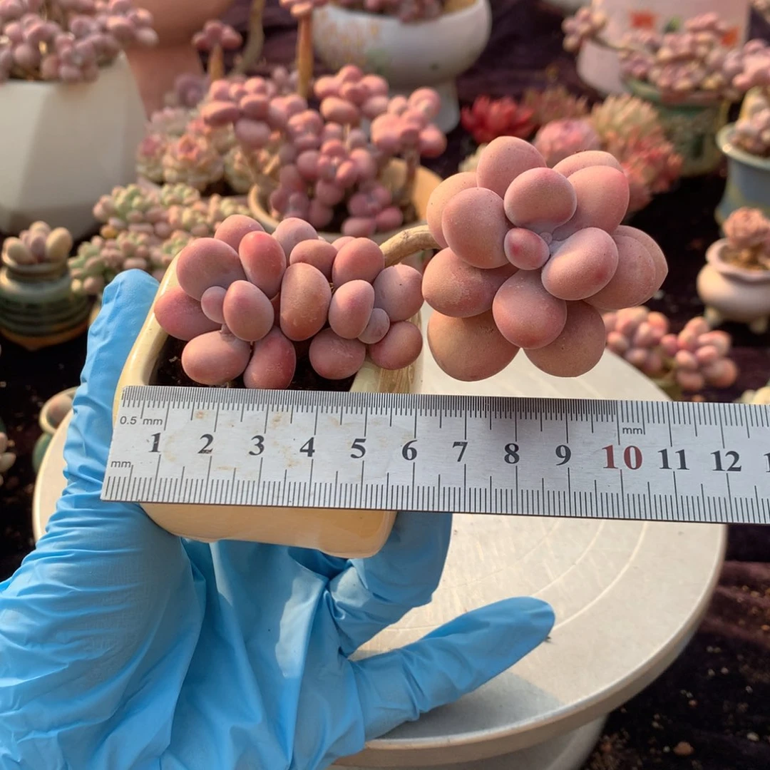 25号带盆偏远地区不包邮的