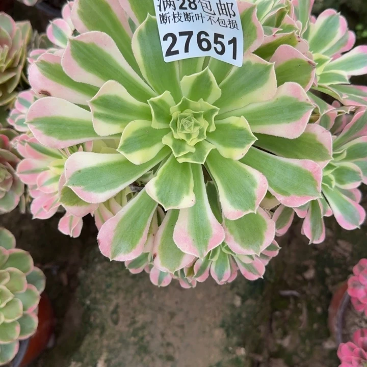 .27651南白凤不包断枝