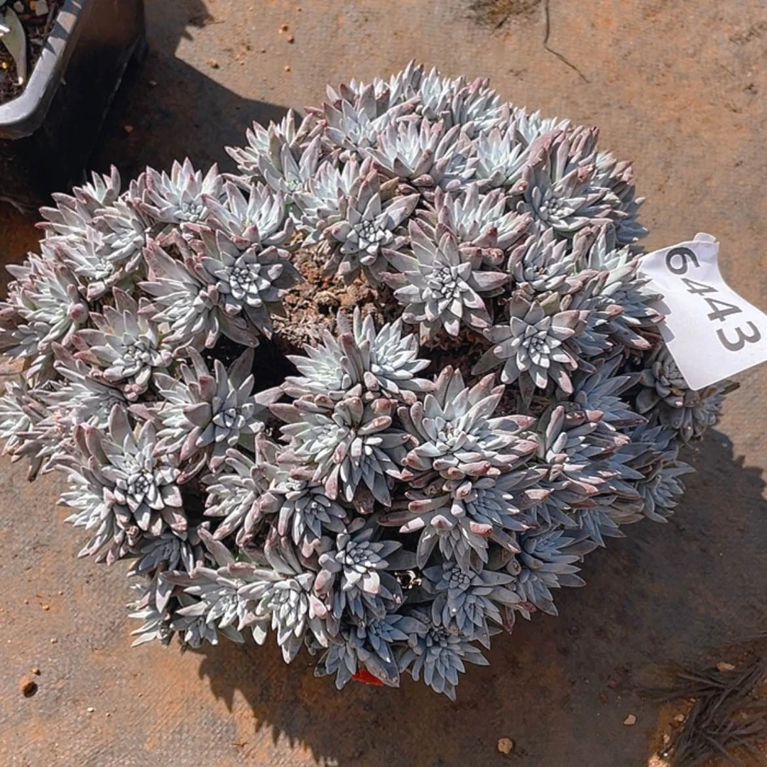 【闪购商品】巨大的白菊