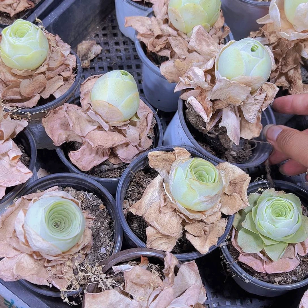 9厘米盆老桩白玉鸡蛋3盆