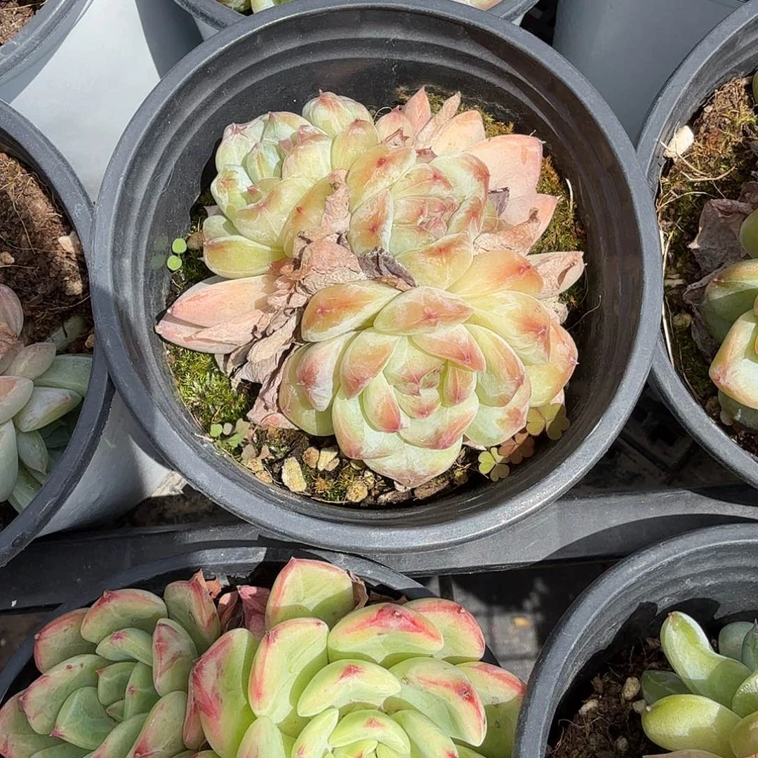 糖心玫瑰多肉植物精品