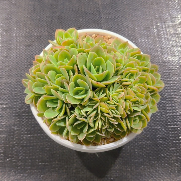 丫头发货111111111111