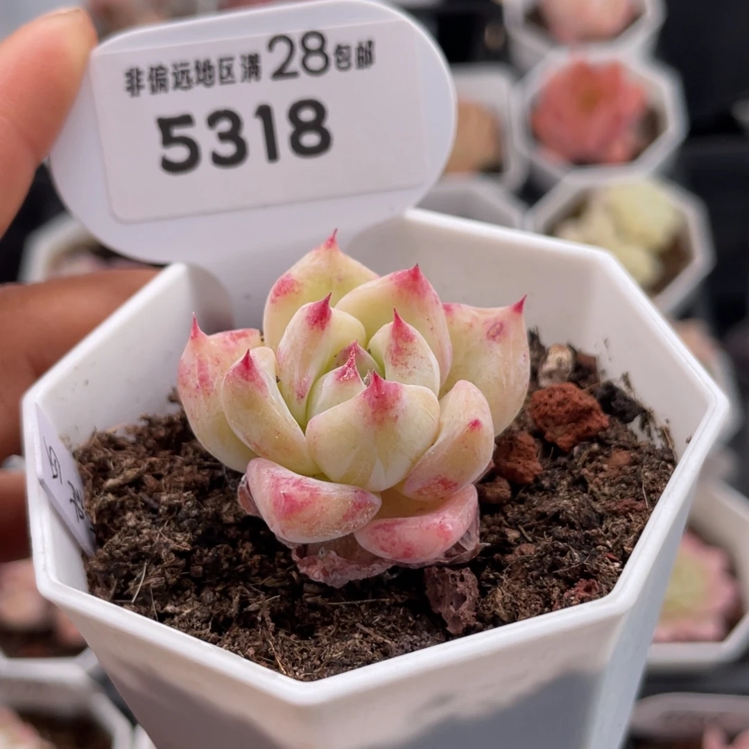 白拉糖5318-3.6厘米