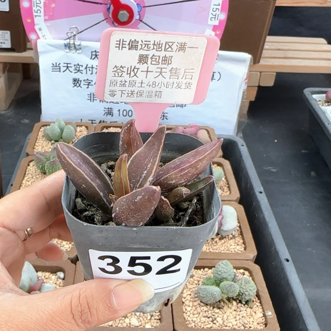 352黑肌楞叶多肉植物