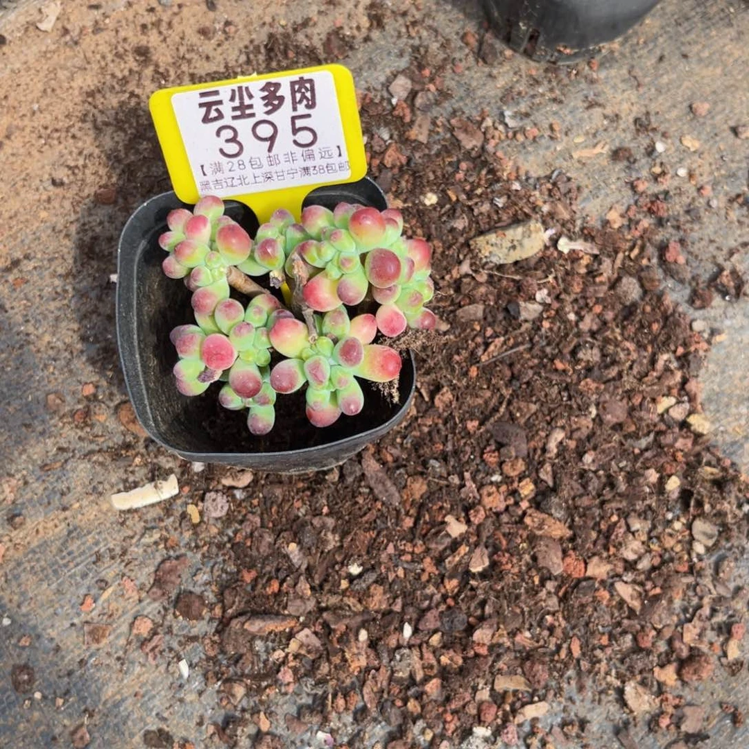 l***f云尘多肉一物一拍395