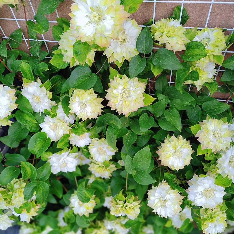 美登丽  铁线莲二类重瓣早大花白绿色爬藤花卉花墙拱门花园植物