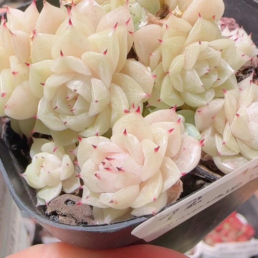 花语多肉1215-72散白玉魔仙散