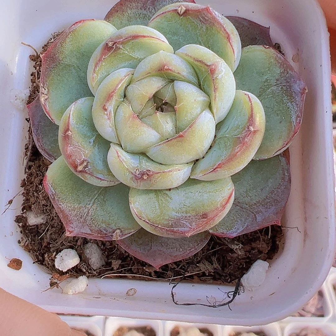 6.5盆单头胖虎19包邮