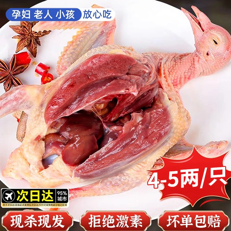 【鲜活制作】鸽子新鲜土鸽子老鸽子乳鸽鲜农家散养煲炖汤生鲜鸽子肉