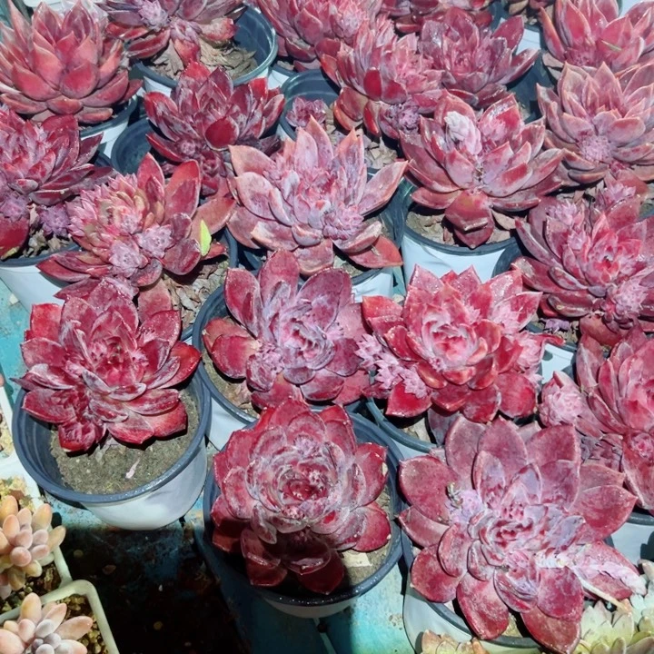 精品多肉植物老桩随机发一棵红糖卡