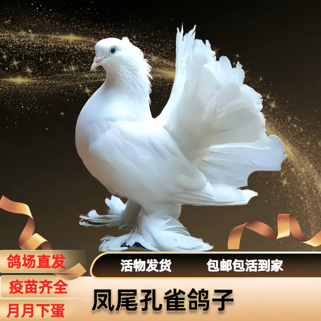 鸽子活苗一对精品观赏凤尾鸽孔雀鸽种鸽青年鸽幼鸽活物出售包邮