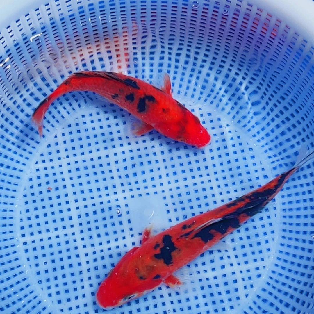 锦鲤锦鲤观赏鱼2111