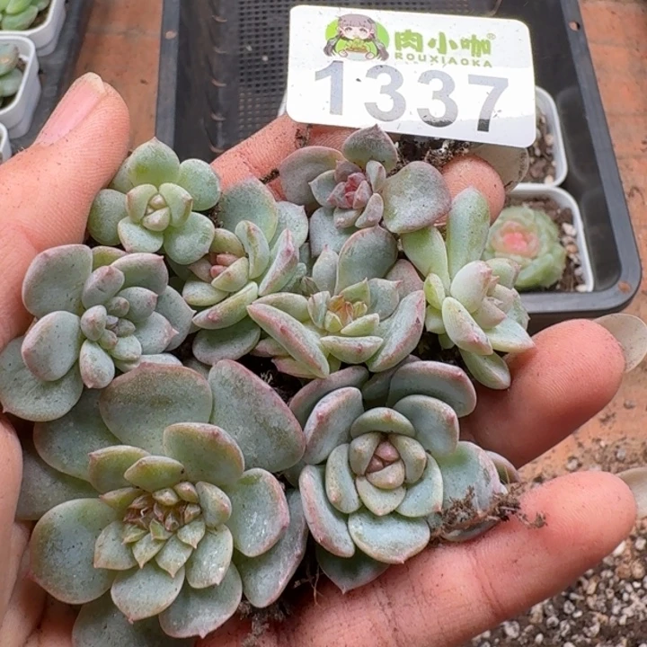 多肉植物多肉植物