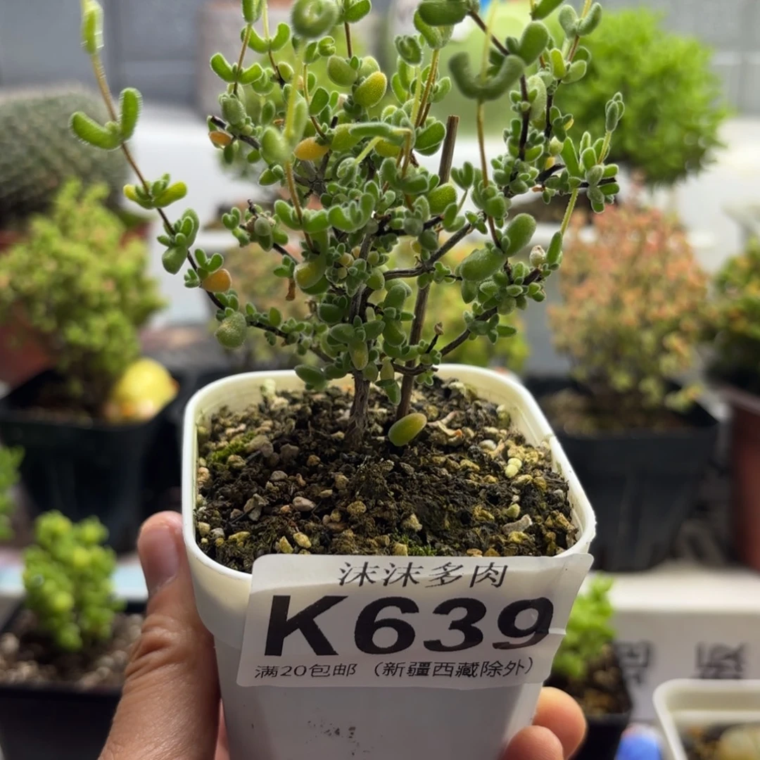 639月曲枝干番杏福利