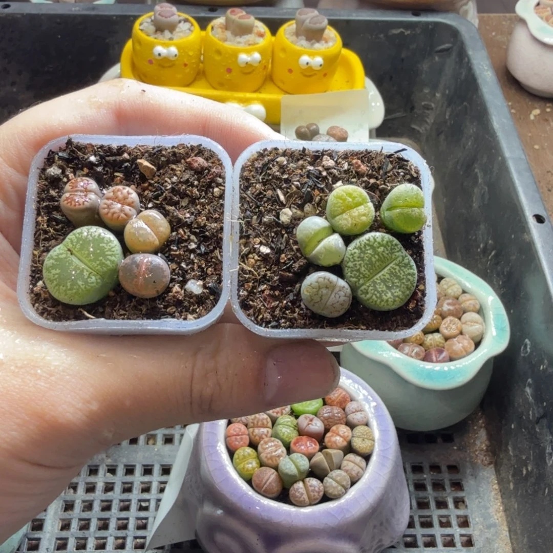 多肉葡萄的味道真的很640