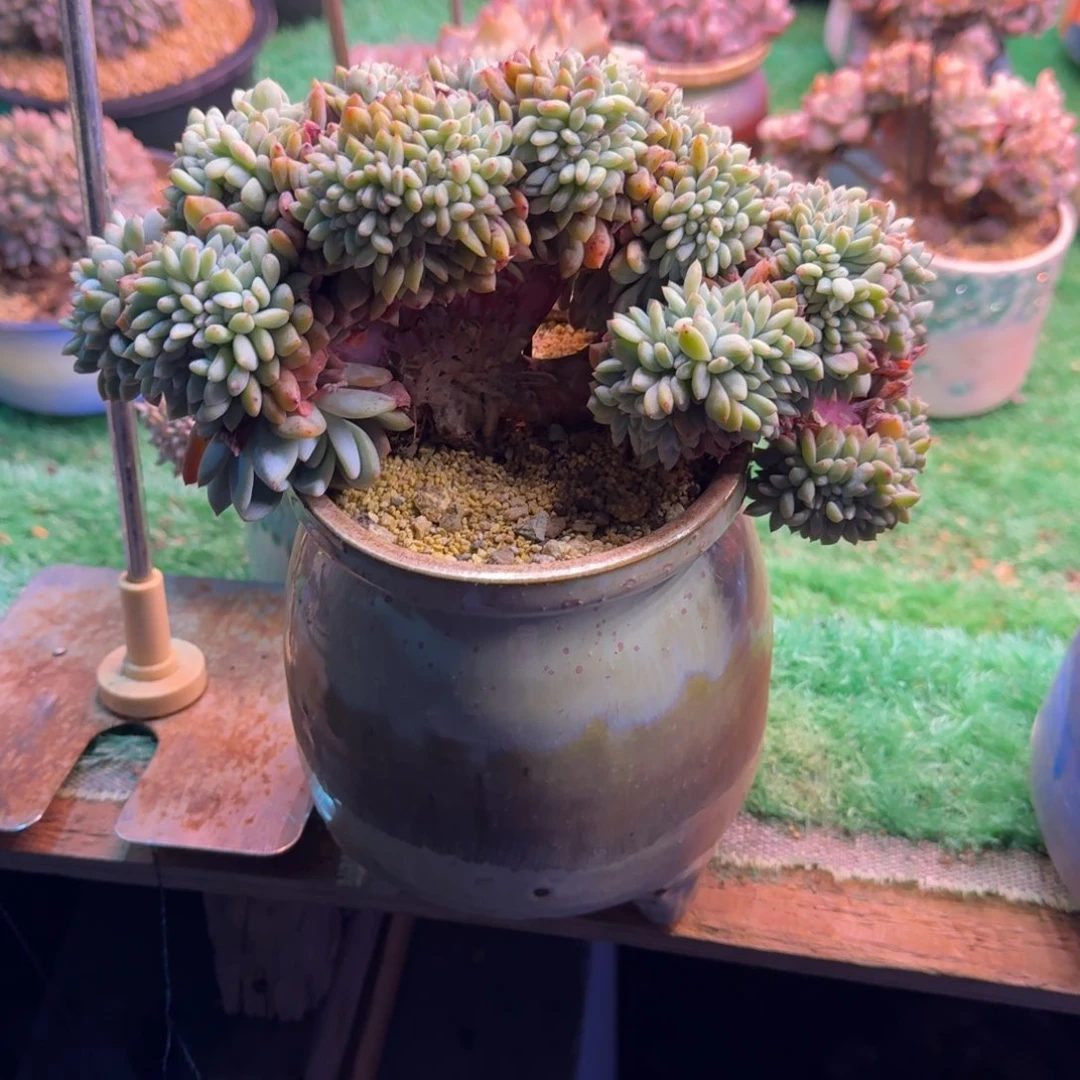 星影缀化树23厘米