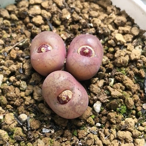 多肉肉锥 吕氏毛杂猴脸