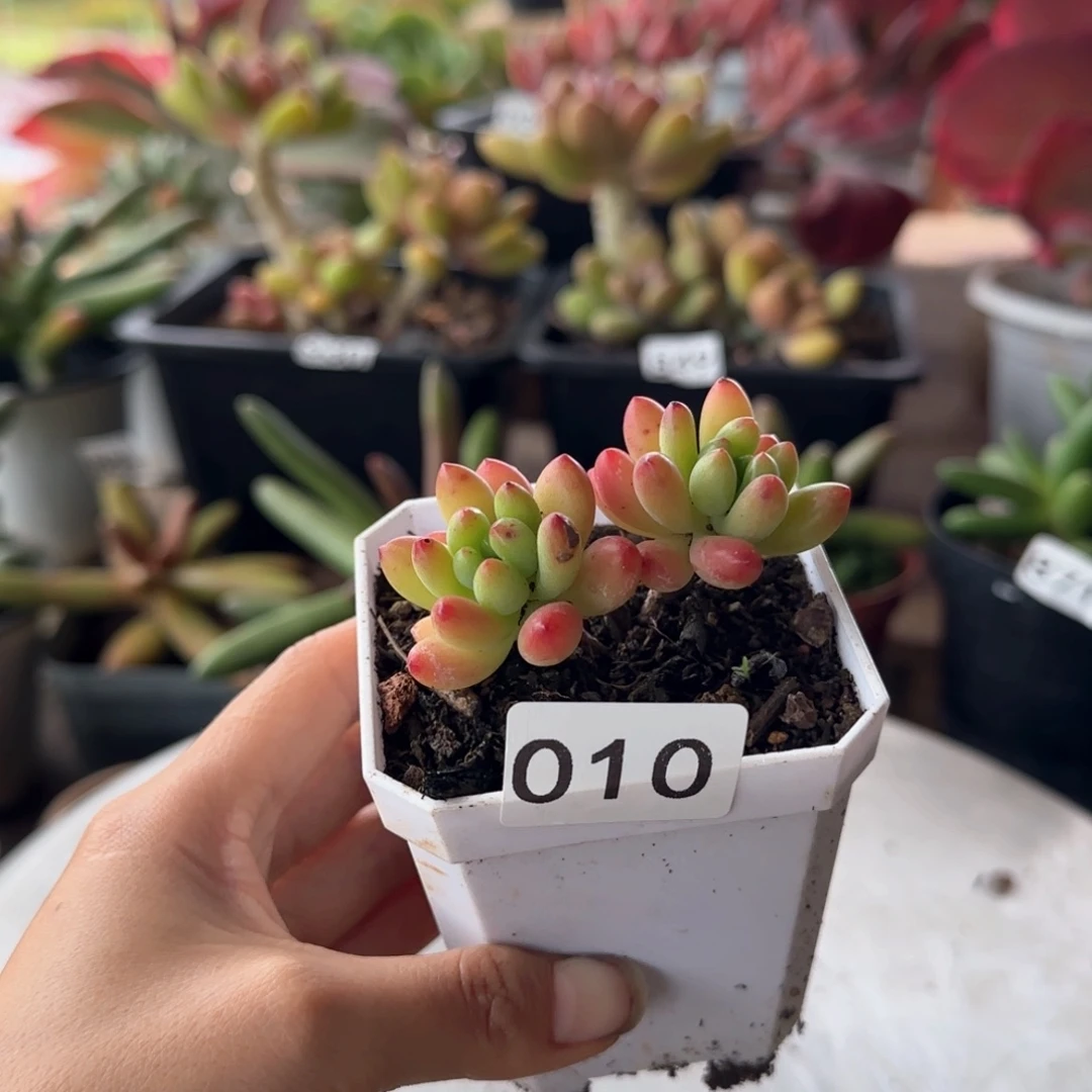 010号 一物一拍 一物一拍