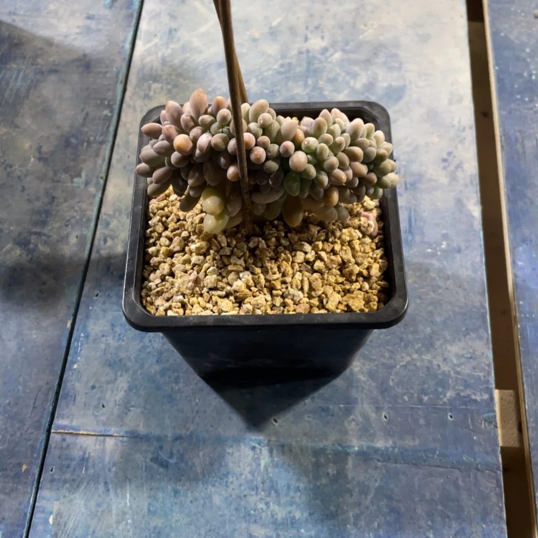 会***猫满58包邮2-7天发货