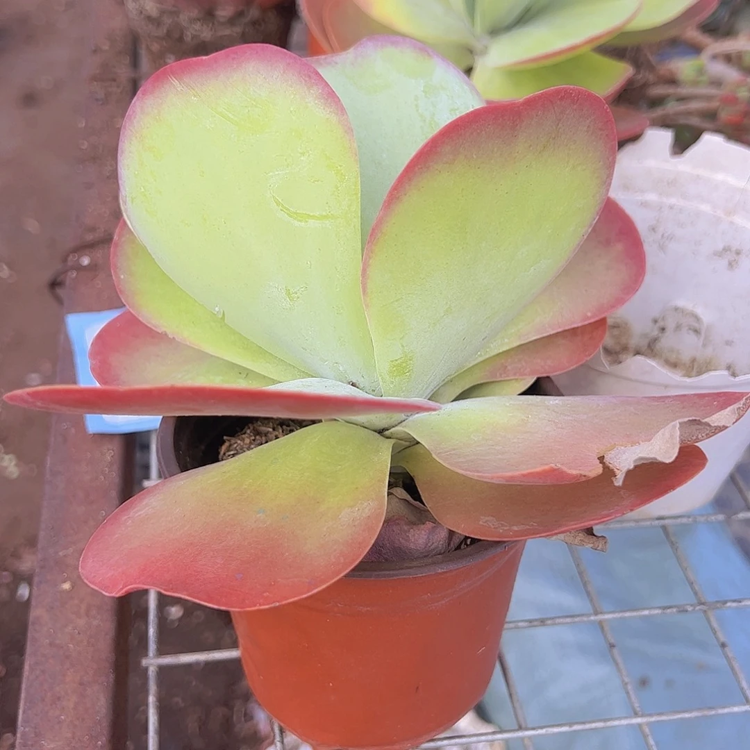 唐印 大单头 多肉植物
