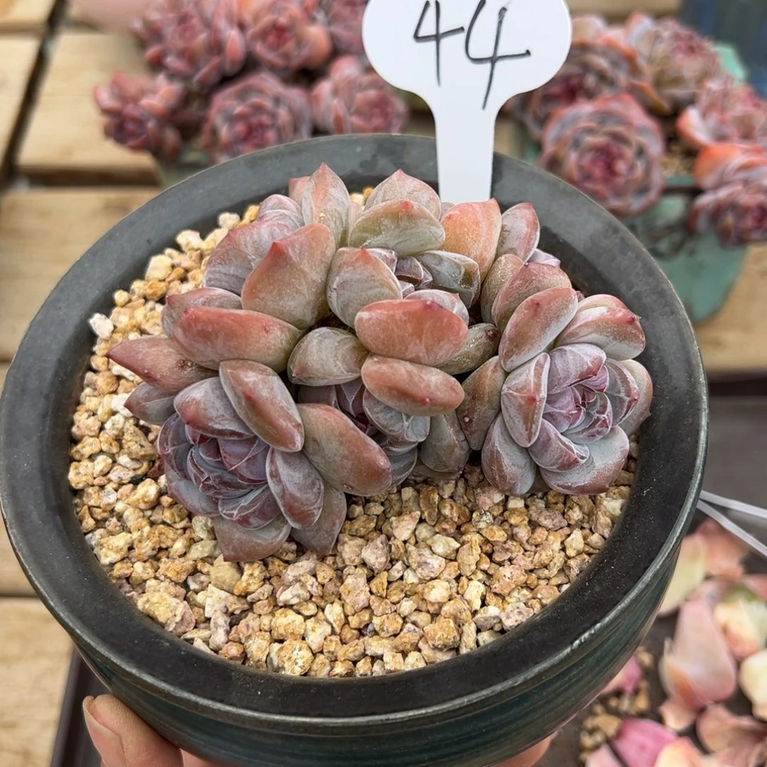 44号七头短肥圆紫心包脸