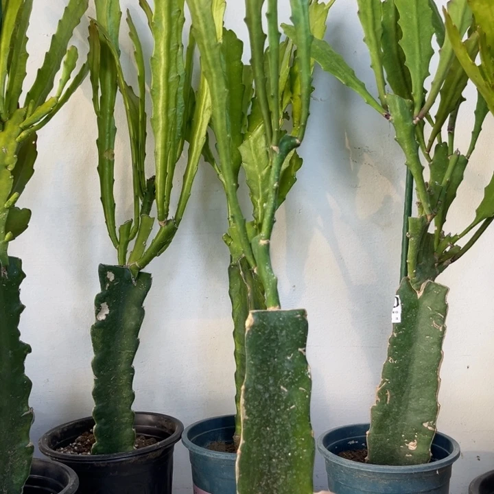 当前无花栽培后可以开花297