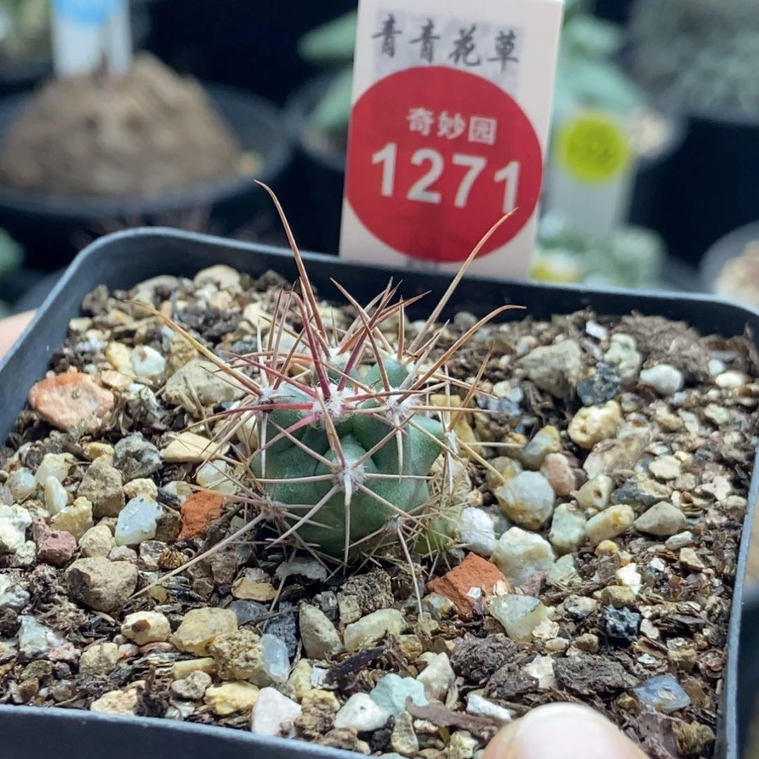 实生输入琥头玉一颗，