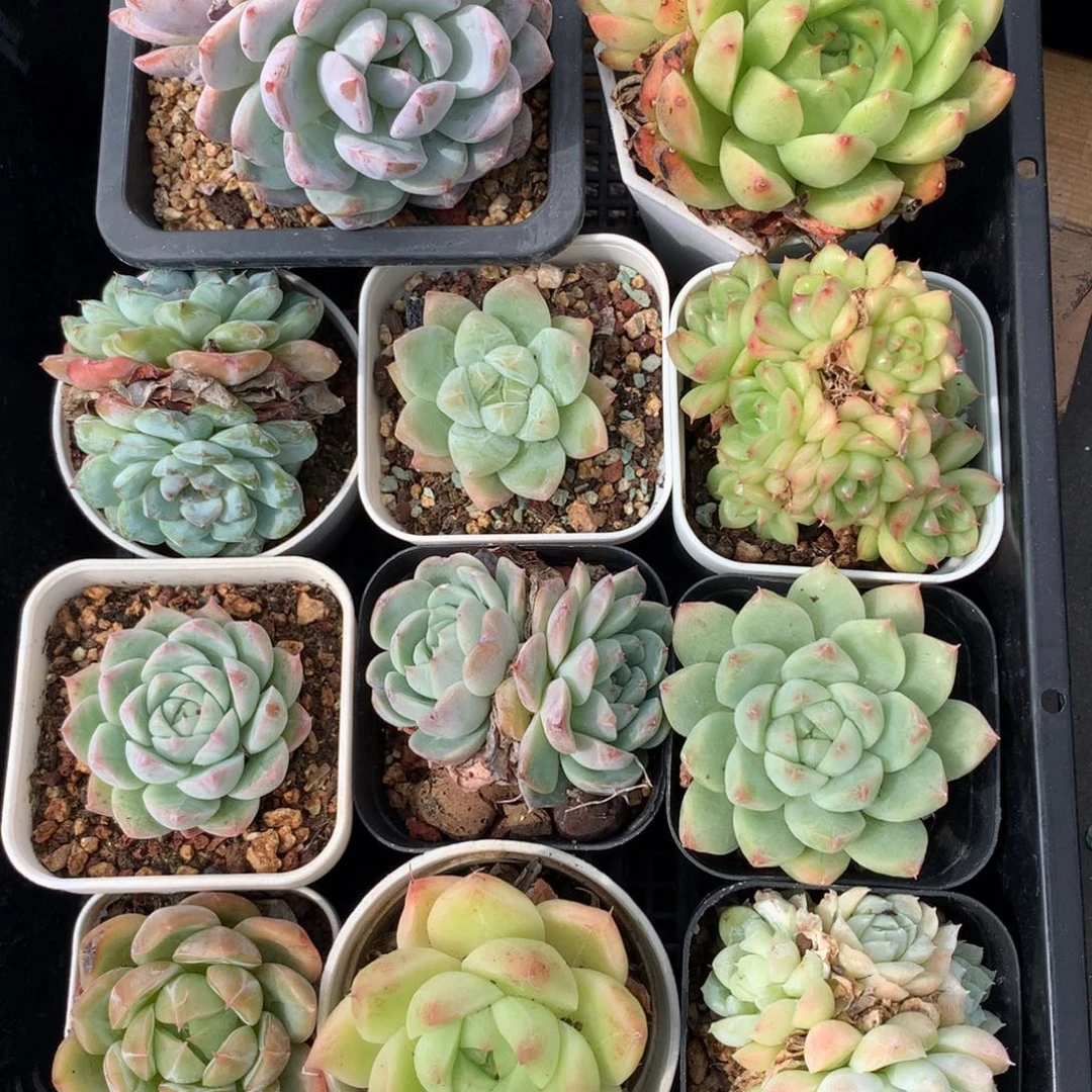 1004-02 套餐一组