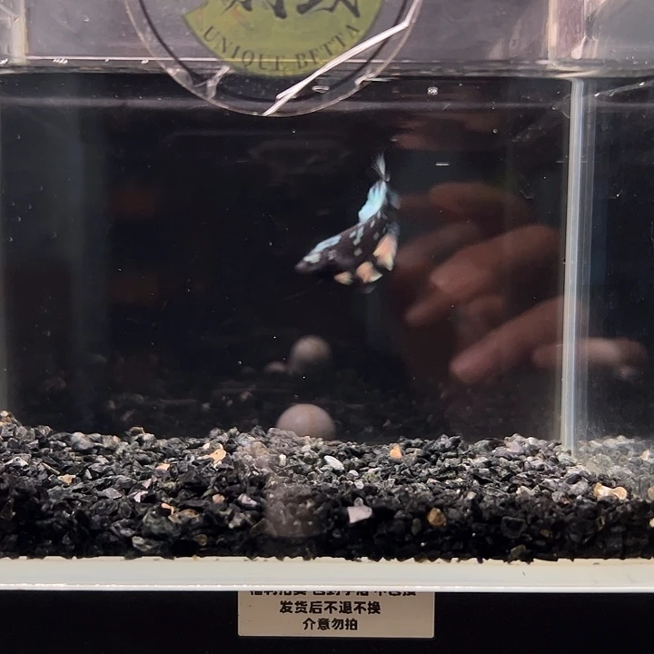 斗鱼一单包邮19日a09
