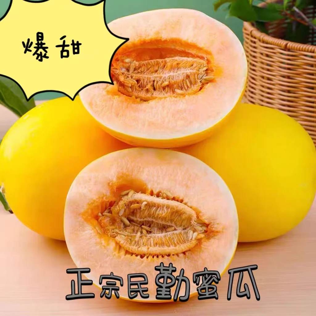 〖产地直发〗甘肃民勤沙漠蜜瓜新鲜采摘当季水果金红宝密瓜