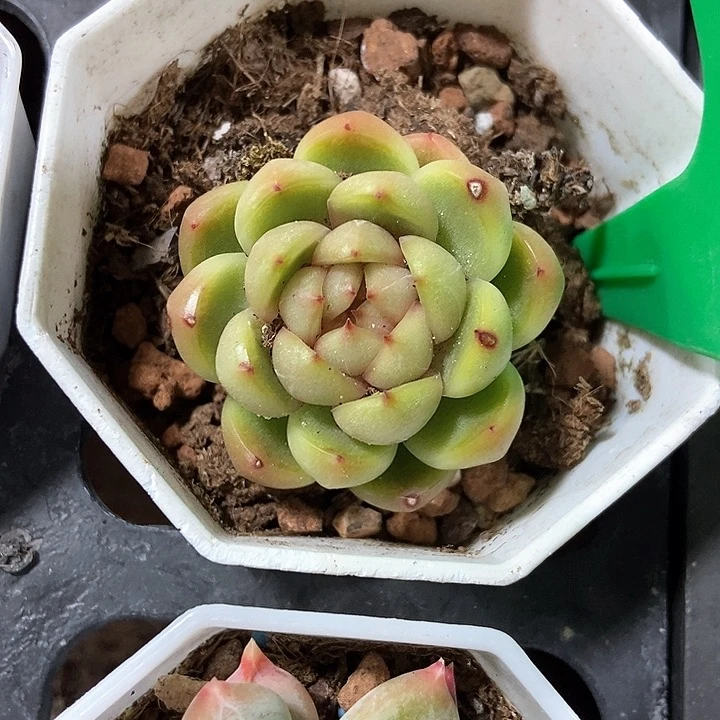 多肉植物莱拉珍妮701