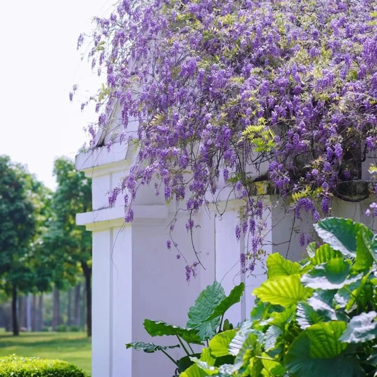 紫藤花树苗爬藤植物攀援花卉炮仗花盆栽庭院紫藤萝四季开花鲜花苗