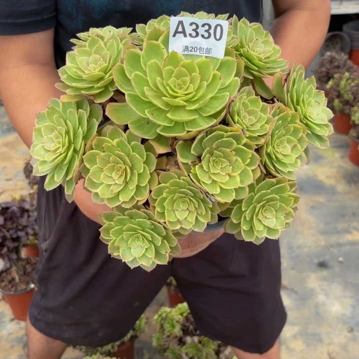 瑞妈多肉园艺330莲花座