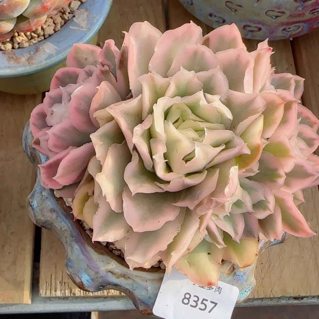 紫蝴蝶锦，8350多肉植物