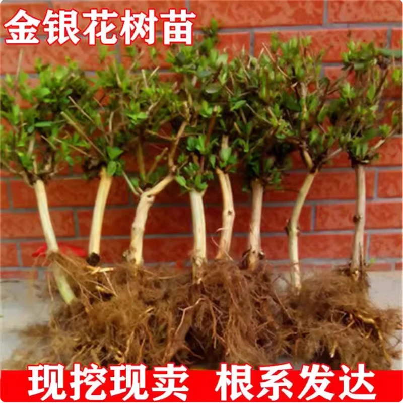 金银花树苗食用白红黄花卉盆栽老桩室外爬藤攀援植物循环开花