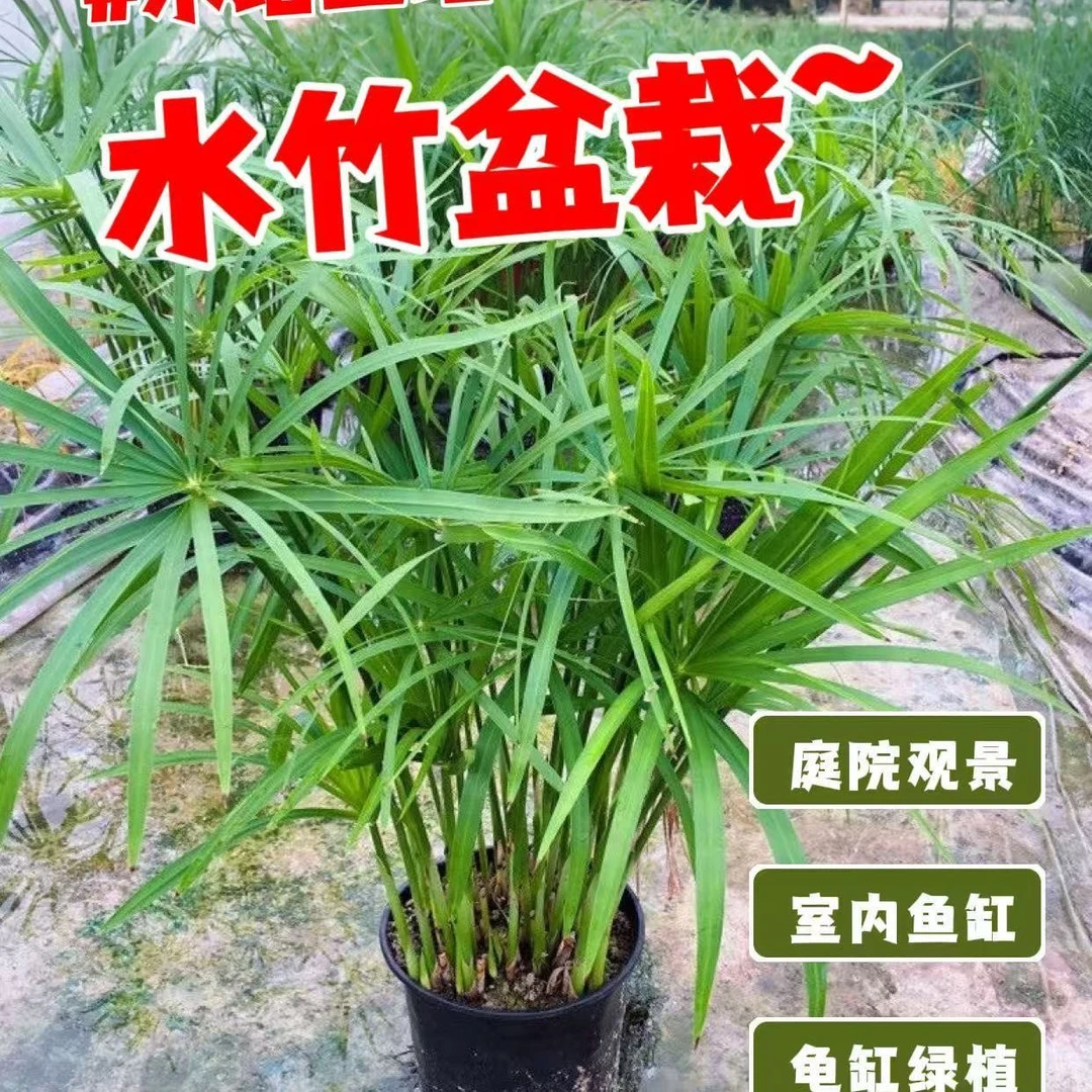 水竹风车草水生水培植物龟水竹盆栽绿植水棕竹鱼缸池塘造景旱伞草