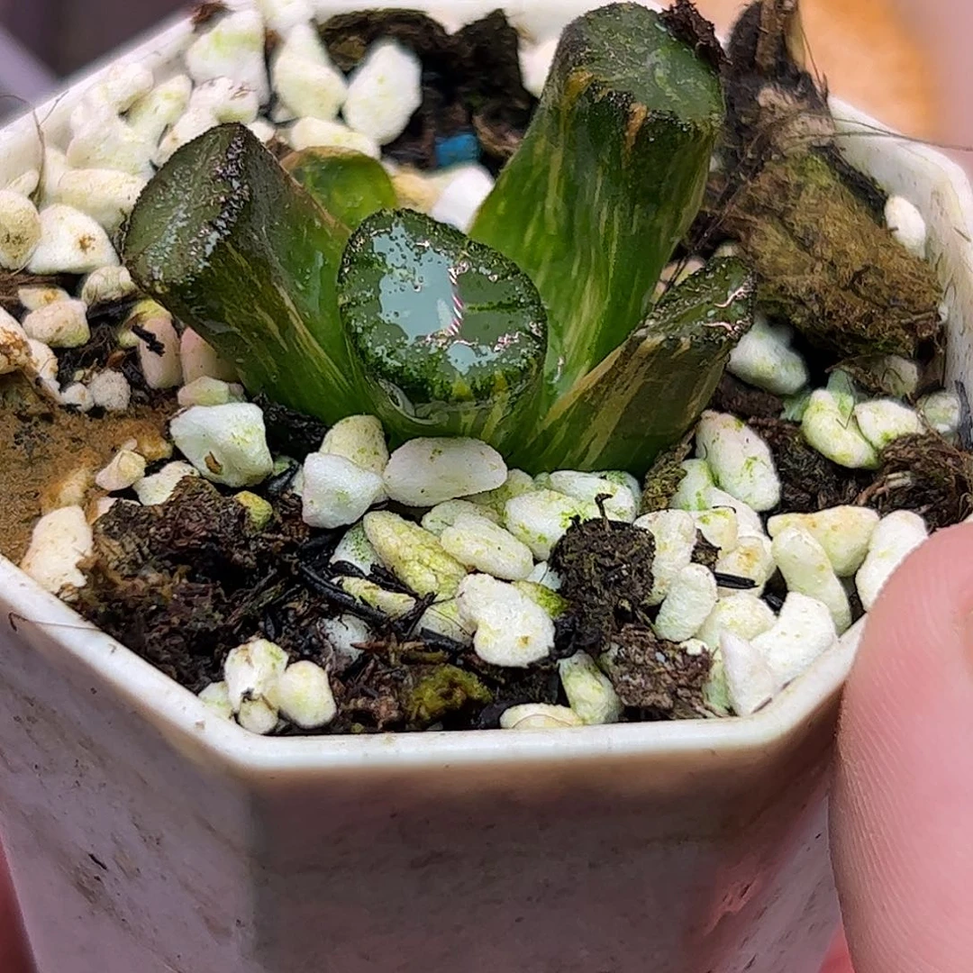 白妙锦十二卷多肉植物