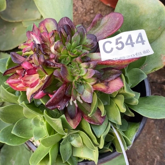 多*544七彩多肉植物