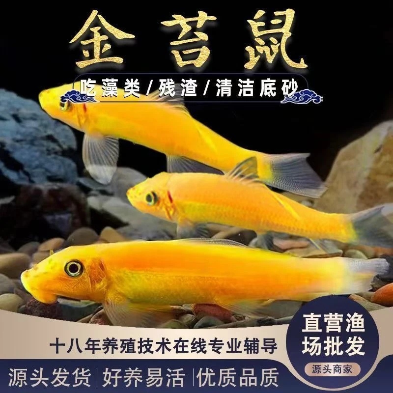 清洁金苔鼠清除藻粪便垃圾热带鱼彩虹鲨吸盘绿藻净化水质鱼吃青苔