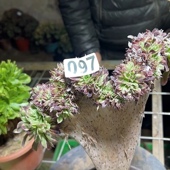 年***忘多肉植物一个彩膜097