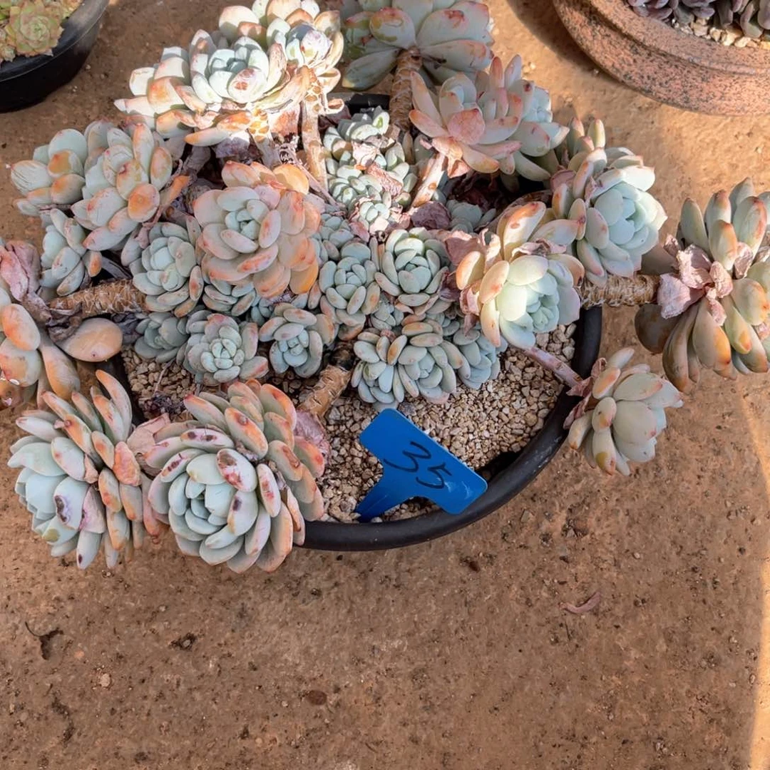 丽*梦0035冷香多肉植物