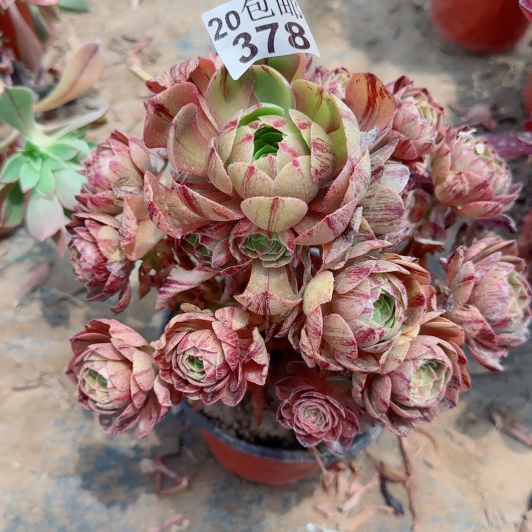 万拉丝多肉378满20包邮断枝不包