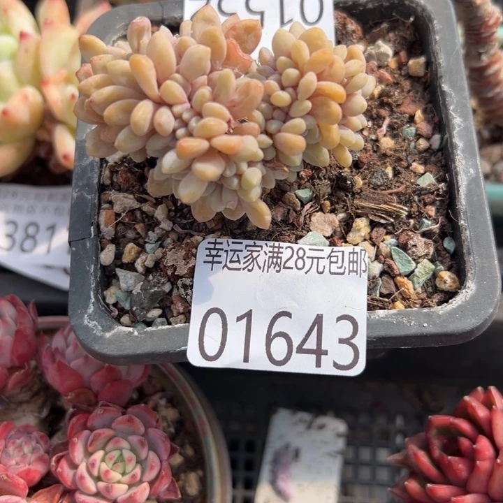 幸运的人会遇到你喜欢幸运