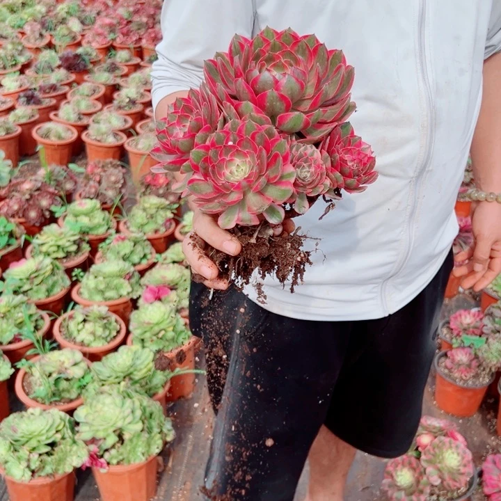 赤子心多肉法师法师