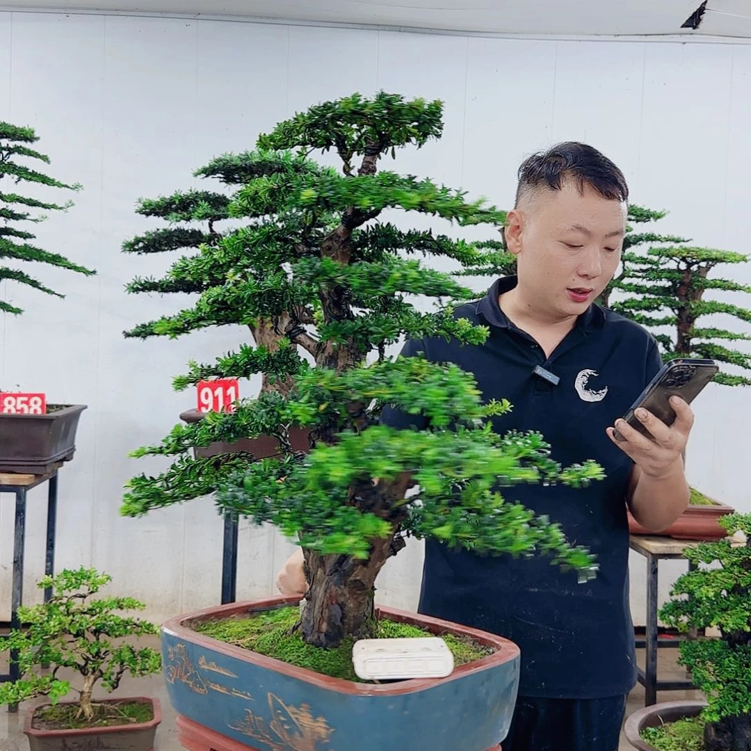 无花朵盆景园林……