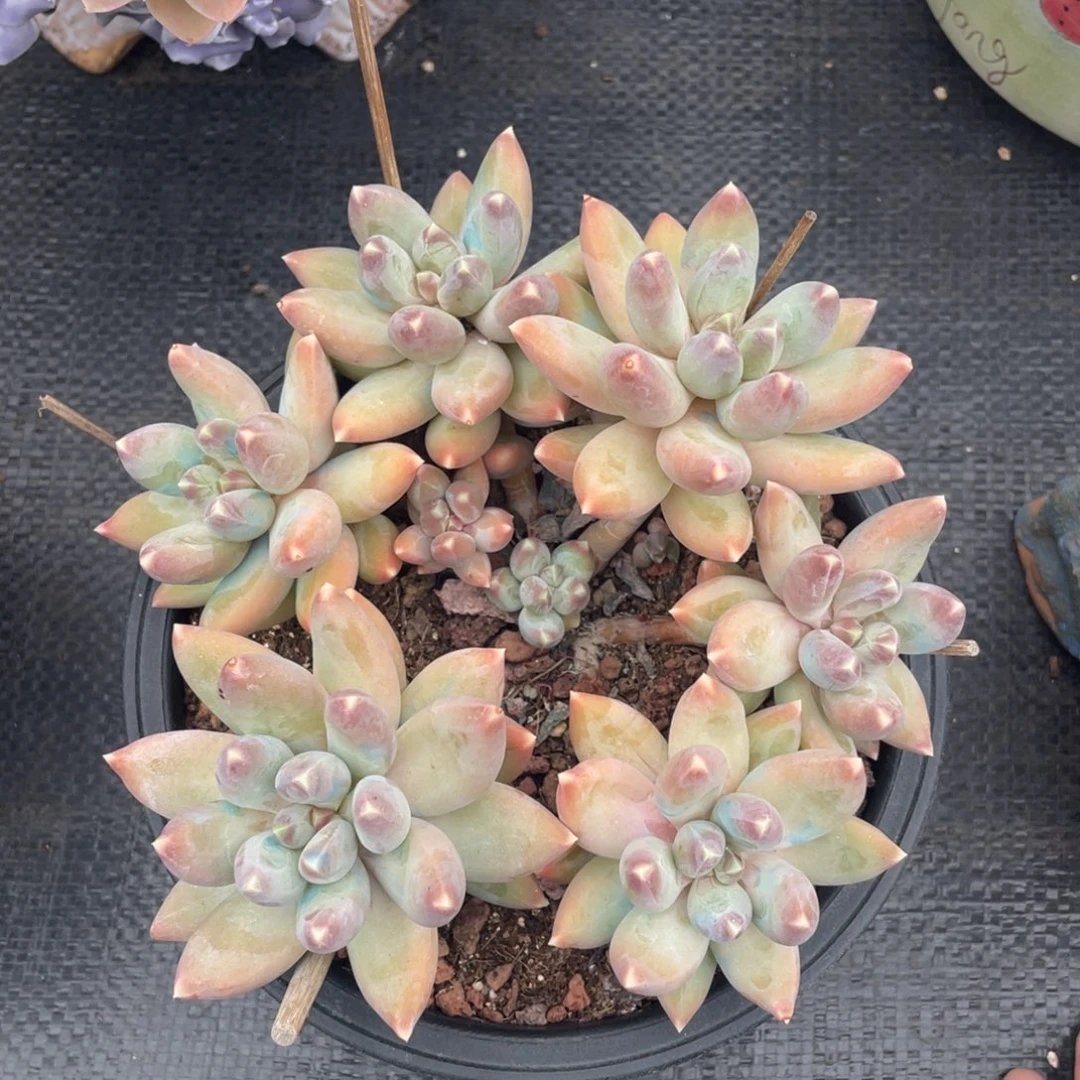 弥鹿之森一物一拍