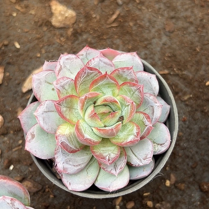 惊鸿杂。