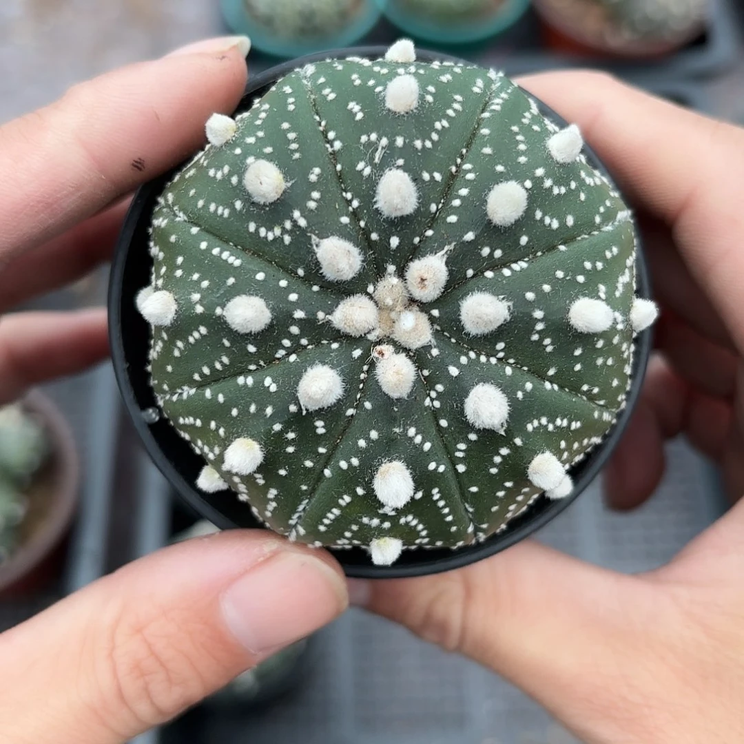 竞拍，一物一拍，脱土发