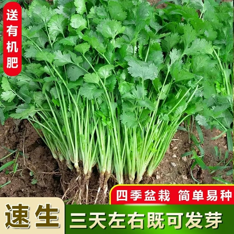 四季香菜种子大叶香菜阳台种菜盆栽南方北方庭院种